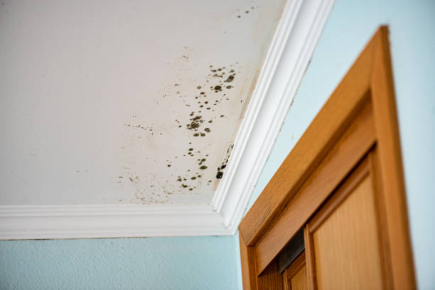 Best Black Mold Remediation in Wild Peach Village, TX