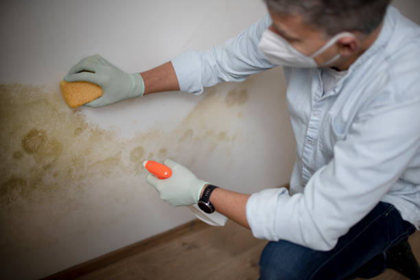 Best Emergency Mold Remediation in Wild Peach Village, TX