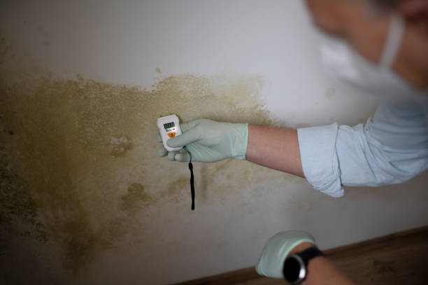 Best Mold Testing and Inspection Services in Wild Peach Village, TX