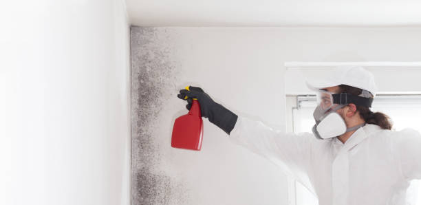 Best Kitchen Mold Remediation in Wild Peach Village, TX