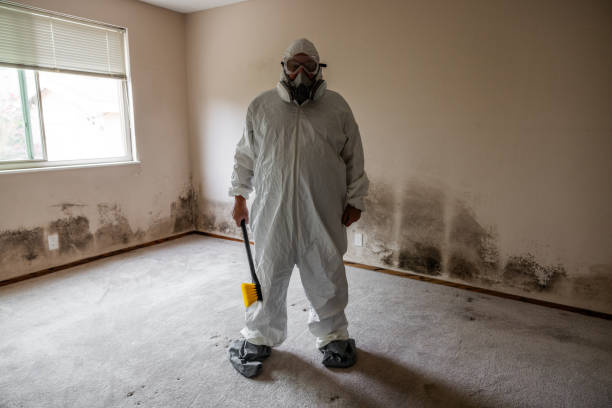 Best Basement Mold Remediation in Wild Peach Village, TX
