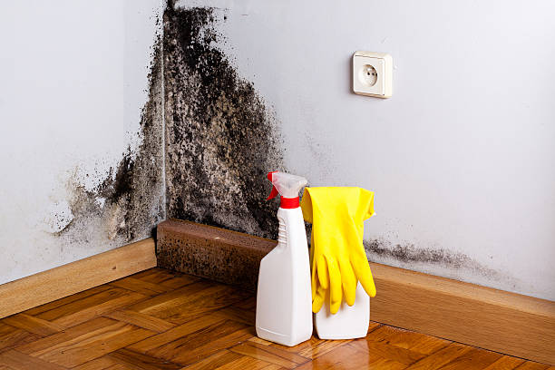 Wild Peach Village, TX Mold Remediation Company