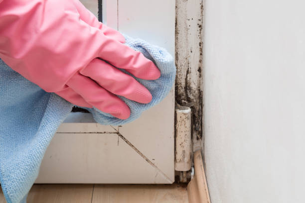 Best White Mold Remediation in Wild Peach Village, TX