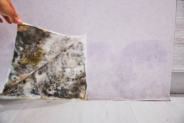 Best Attic Mold Remediation in Wild Peach Village, TX